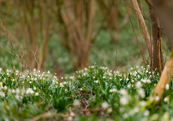 Märzenbecher Frühlingsknotenblume Leucojum vernum Frühblüher Nahaufnahme Blüten Wald Frühjahr Glöckchen Wald Boden Bote Deutschland Sauerland Iserlohn Naturschutzgebiet Nahaufnahme Makro 