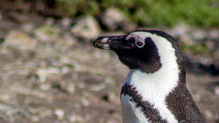 African penguin, Western Cape, South Africa