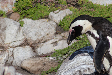 African penguin, Western Cape, South Africa