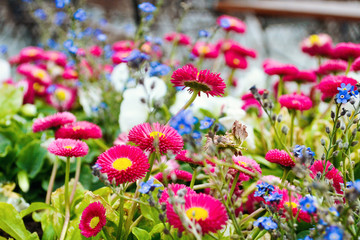 Small multi colored daisy flowers (Bellis perennis) medicinal plant