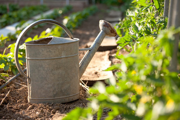 Arrosoir dans un jardin potager au printemps. © Thierry RYO