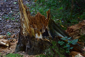 Baumstumpf im Wald bei Vorsee