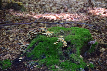 Baumstumpf mit grünblättrigem Schwefelkopf