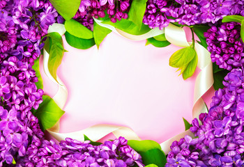 beautiful dark purple fresh lilac on the pink background, purple background, place for text, top view