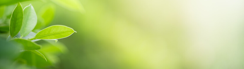 Beautiful nature view of green leaf on blurred greenery background in garden and sunlight with copy space using as background natural green plants landscape, ecology, fresh wallpaper concept.