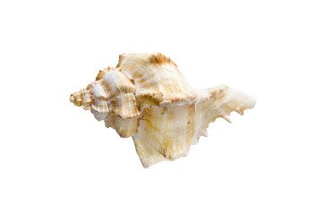 beautiful one Hexaplex trunculus seashell isolated on white background