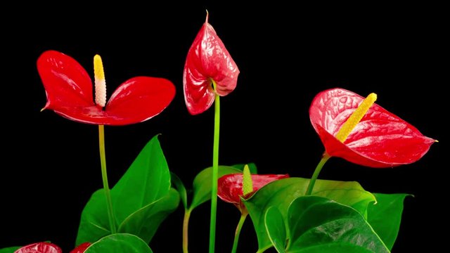 Beautiful Time Lapse of Opening Red Anthurium Flower on Black Background. 4K.