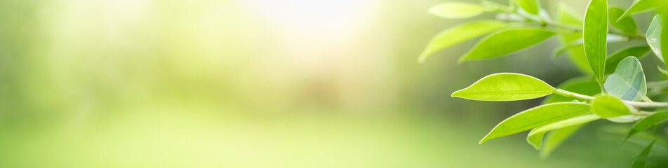 Beautiful nature view of green leaf on blurred greenery background in garden and sunlight with copy space using as background natural green plants landscape, ecology, fresh wallpaper concept.