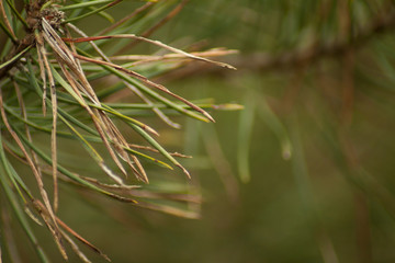 Igły sosnowe