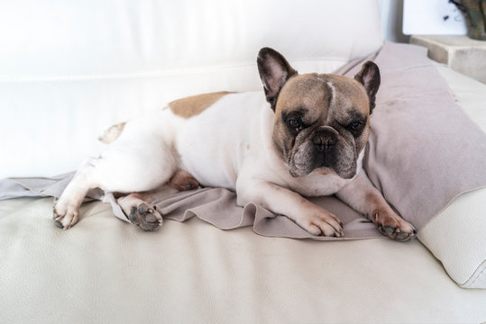 bouledogue fran&ccedil;ais 4
