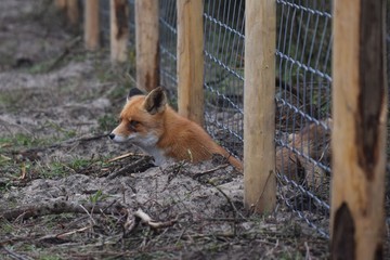 Naklejka na ściany i meble fox under a fence