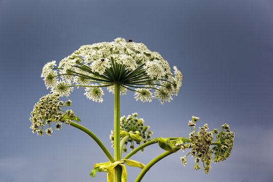 Blooming cow parsnip on the background of a stormy sky