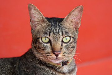 Fototapeta premium Close up of beautiful cat portrait