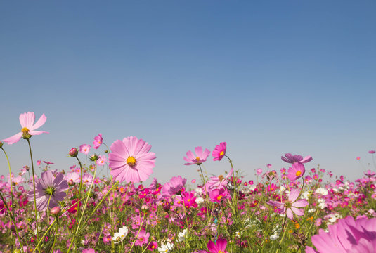 pink cosmos flower