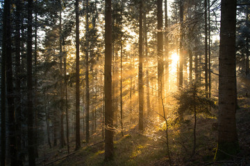 rayon du soleil traversant les arbres 