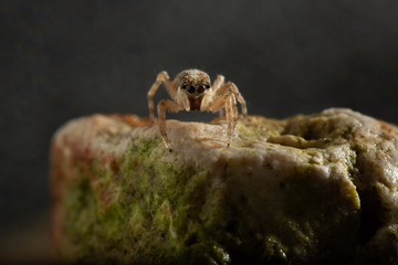 jumping spider