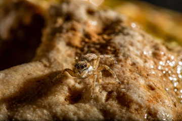 jumping spider
