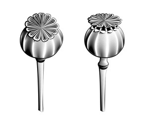 Poppy heads