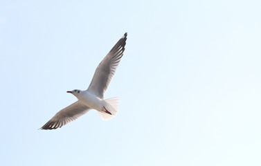 Beautiful seagull flying in the sky, Freedom concept