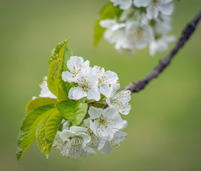 Blossom tree over nature background/ Spring flowers/Cherry blossom/Spring Background. Close-up artistic effect