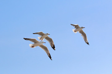 Beautiful seagull flying in the sky, Freedom concept