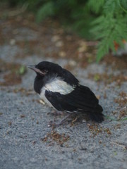 Magpie nestling
