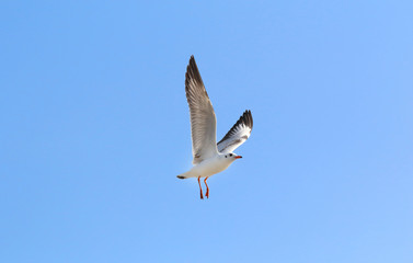 Beautiful seagull flying in the sky, Freedom concept