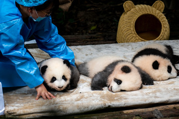 China Chengdu City - 01 January 2020: Women in Chengdu looking after endangered baby Panda's,...