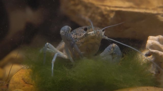Marble river crayfish under water eating algae. Procarambus virginalis. Close up
