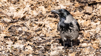 Black and grey bird raven, crow on the brown, yellow leaves 