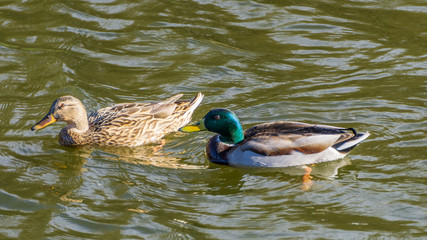 Birds and animals in wildlife concept. Amazing mallard duck swims in lake or river