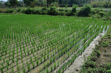 Fototapeta na wymiar Young growing rice in agriculture field