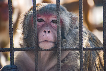 The monkey is in a cage. © Jahid