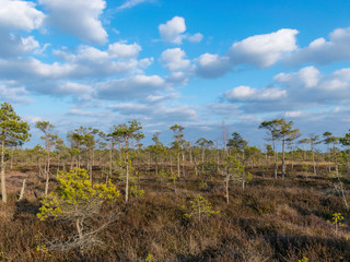 Obraz premium Still water with trees in the swamp land of Kemeri National Park in Latvia