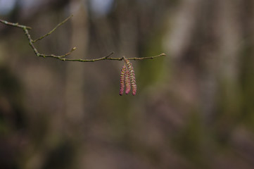 Fototapeta premium red catkins on bokeh background