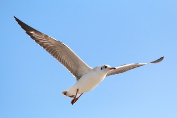 Beautiful seagull flying in the sky, Freedom concept