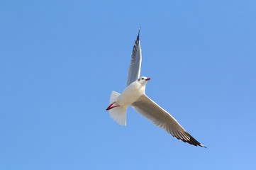 Obraz premium Beautiful seagull flying in the sky, Freedom concept