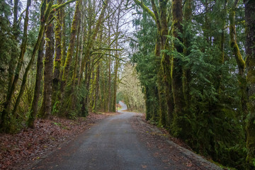 Naklejka premium Landscape of dirt road in a moss covered forest in Washington State