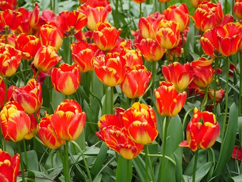 Section of the bed with red-yellow tulips. The plants have fully blossomed. The flowers have slightly wavy edges. The colors shine beautifully in daylight