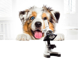 dog vet and microscope at the veterinary clinic