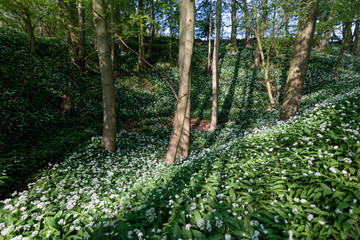 White Wild Garlic Growing in a Forest. 