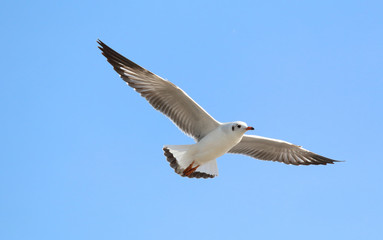 Fototapeta premium Beautiful seagull flying in the sky, Freedom concept