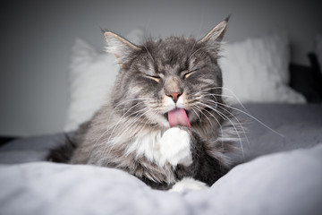 cute gray white maine coon longhair cat grooming fur licking paw on bed with eyes closed