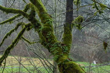 Selective focus on moss-covered tree branches in the forest at Rasar State park in Washington