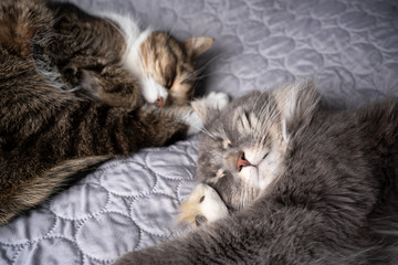 close up of two different breed cats sleeping side by side on pet owners comfortable bed