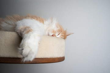 beige white maine coon longhair cat resting on scratching post pet bed platform sleeping with eyes...