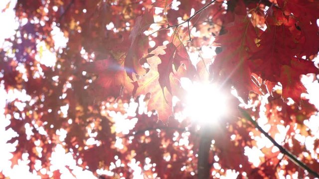 Red autumn leaves and sun rays. Beautiful autumn background