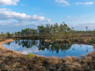 Obraz premium Still water with trees in the swamp land of Kemeri National Park in Latvia
