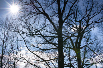 Sonne hinter Bäumen im Wald