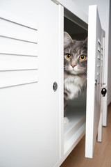 cute gray white maine coon longhair cat hiding behind door inisde a cupboard tv furniture looking...